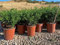Ilex Aquifolium Alaska Vaso 19
