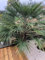Graines Palmier nain - Chamaerops Humilis - Sachet de 8 graines - Graines de style - Entreprise française