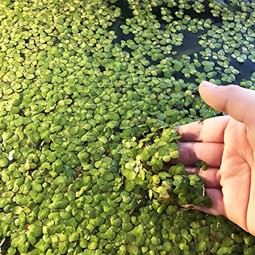 AchidistviQ 100 Stück Aquarium Gras Pflanzen Samen, Wasserlinsen Einfach Zu Pflanzen Blatt Teppich Wasser Gras Schwimmpflanzen Saat