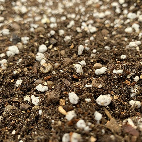 All-Purpose Cactus & Succulent Potting Mix (4 LITRES)