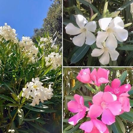 Nerium Adelfa Semillas de Flores 100 Unidades Mixtas