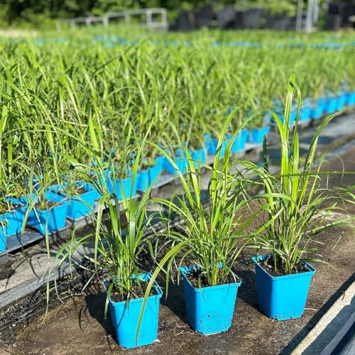 Bio Diamantgras, silbrig-rosa, Topf 11x11 cm, 3 Pflanzen