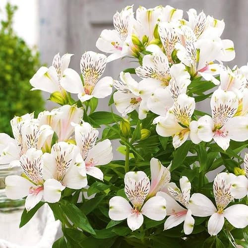 Nouveau frais 100 pcs Lily Alstroemeria graines de fleurs