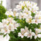 Nouveau frais 100 pcs Lily Alstroemeria graines de fleurs
