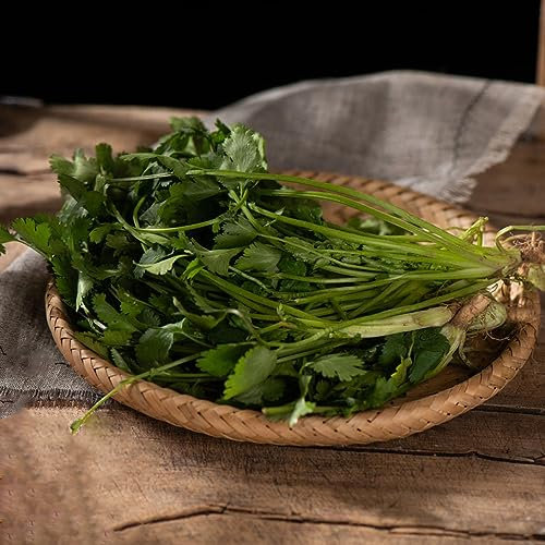 500 Pcs Koriandersamen Zum Pflanzen - Koriander Frisch - Kräutergarten Balkon, Bio Samen (Coriandrum Sativum) Wildkräuter Samen, Winterharte Pflanzen Kräuter, Nachhaltige Geschenke