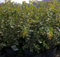 Cotoneaster multiflorus - Blütenmispel - Strauchmispel 60-100cm
