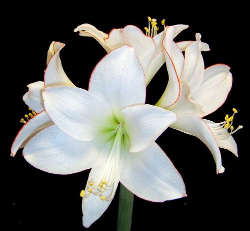 Amarylliszwiebeln : Ritterstern (Amaryllis) – Hippeastrum Picotee 1 Blumenzwiebel