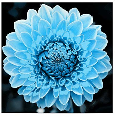 artboxONE Poster 20x20 cm Floral Dahlie pop hellblau hochwertiger Design Kunstdruck - Bild dahlie Blume dahlie