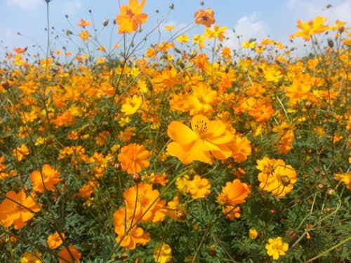 Schmuckkörbchen, Cosmea in Orange (Cosmos sulphureas) Samen. Bienenweide, die Blüten sind essbar! (1000 Samen = 7,4g)