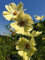 Schmuckkörbchen, Cosmea in Orange (Cosmos sulphureas) Samen. Bienenweide, die Blüten sind essbar! (1000 Samen = 7,4g)
