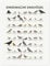 Einheimische Singvögel Poster von Iris Luckhaus 30 x 40 cm Wandbilder Wanddeko