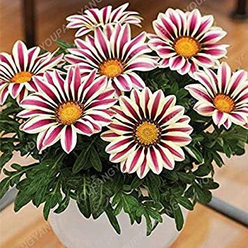 Vistaric 200 pz Colori Rari Africa Gazania Girasole Medaglia Daisy Specie Crisantemo In vaso Fiori freschi Semi In Bonsai Piante in vaso Semi di crisantemo