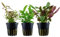 AquaOne Aquarium Pflanzen I 3X Wasserpflanzen I Mittelgrund Aquarienpflanzen I Lobelia Limnophila Staurogyne repens I Set mit 3 Mittelgrundpflanzen