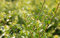 Ilex crenata 'Stokes' 30-40 cm - Japanische Stechpalme, immergrün, ideal für Hecken und Kübel, schnittverträglich, winterhart
