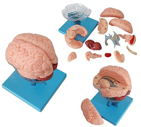 Lehrmodell-Werkzeuge, Anatomisches Modell des menschlichen Gehirns, Abnehmbares 15-teiliges Gehirnmodell, Hirnstamm, Kleinhirn, Neurologisches System, Modell des Funktionsbereichs des Gehirns, Arzt-P