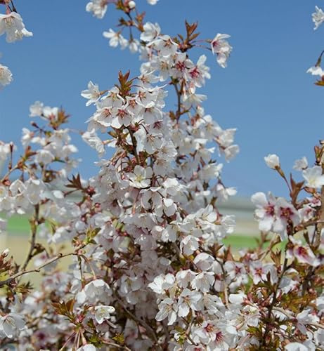 Hochstamm Geschlitzte Kirsche The Bride 100-125cm - Prunus incisa - lebende Gartenpflanze aus den Baumschulen