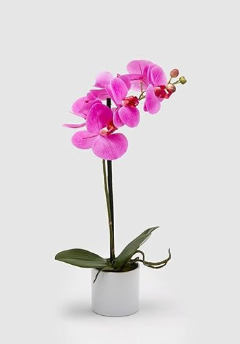 EDG Enzo De Gasperi Enzo De Gasperi Orchidea Phalaenopsis Real con Vaso Artificiale H 40 Cm Fuchsia