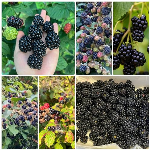 semillas de zarzamora, plantas decorativas de árboles frutales Cama elevada para semillas plantas en maceta extremadamente resistentes Plantas de fruta fresca en macetas al aire libre 300pcs