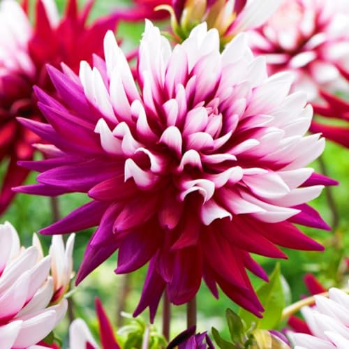 Winterhart MehrjäHrig,Riesen Dahlien Knollen Dahlien Knollen Ideale Garten Pflanzen,Balkon Pflanzen & Kübelpflanzen,Gardeners Dream Winterharte Pflanzen,Mehrjährige Stauden-2Knollen-c