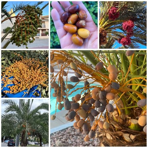 50 Pc Semillas De Palmera Datilera - Semillas De Dátil Fruta Fresca, Plantas Resistentes Para Balcón Semillas Resistentes De Palmera Datilera, Plantas Columnares De Balcón Frutal Árboles