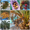 50 Pc Semillas De Palmera Datilera - Semillas De Dátil Fruta Fresca, Plantas Resistentes Para Balcón Semillas Resistentes De Palmera Datilera, Plantas Columnares De Balcón Frutal Árboles