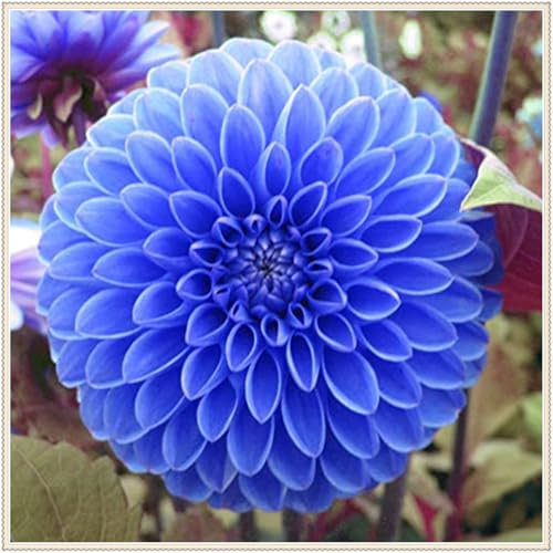 Dahlien knollen winterhart - Dahlienknollen kaufen - Dahlien knollen winterhart mix-2knollen-B