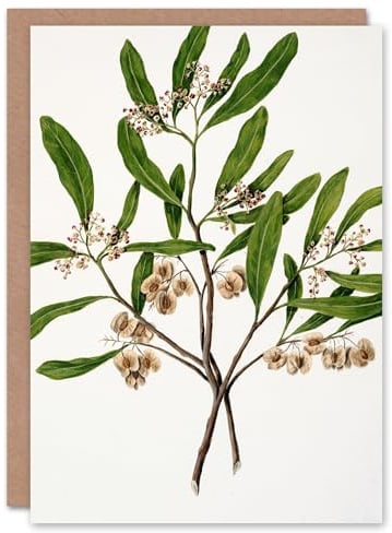 Artery8 Sarah Featon Art Card New Zealand Akeake Hopbush Flowering Plant
