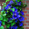I semi Mix Clematis Hybridas Semi Belle Clematis Piante rampicanti bonsai fiore di DIY si dirigono il giardino 100 semi Clematis Florida 10: Only Seeds