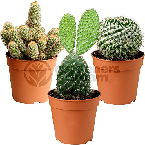 Gardeners Dream Kakteen Echte Pflanzen Set - 3er Sortiment Sukkulenten Echte Pflanzen - Zimmerpflanzen Echt - Ideale Kaktus Deko für Zuhause/Büro - Natürliches Kaktus Pflanze Set für Drinnen