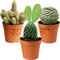 Gardeners Dream Kakteen Echte Pflanzen Set - 3er Sortiment Sukkulenten Echte Pflanzen - Zimmerpflanzen Echt - Ideale Kaktus Deko für Zuhause/Büro - Natürliches Kaktus Pflanze Set für Drinnen