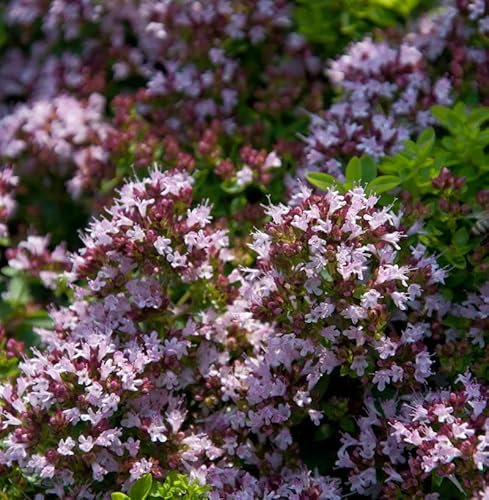 Oregano Gentle Breeze - großer Topf - Origanum syriacum - Gartenpflanze
