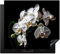 KitchenYeah© Herdabdeckplatte Einteilig Herdabdeckung Abdeckplatte für Ceranfeld Abdeckung Induktionskochfeld Aufrollbare Matte Orchidee - Blumen - Weiß - Natur - Schwarz und Weiß - 60x52 cm