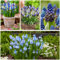 Muscari Super Kollektion - 50 Winterharte und mehrjährig zwiebeln - Mischung von 5 Sorte und Farbe aus Holland - Echte Muscari Knollen/Zwiebel für Garten, Töpfe und Balkon (kein samen)