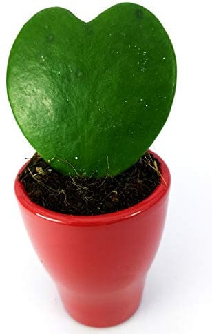 POWERS TO FLOWERS - HOYA CUORE KERRII IN VASO ROSSO, pianta vera