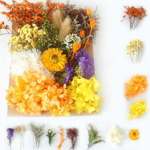 sylbx 1 Stück Getrocknete Blumen,Trockenblumen,Strohblumen Getrocknet Zum Basteln,Trockenblumen Weihnachten,Natürlich Konservierte Trockenblumen,Natürliche Getrocknete Blumen,Trockenblumen Zum Basteln