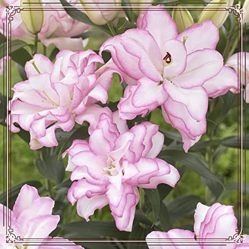 Lilienzwiebeln-Winterhart MehrjäHrig,Lilie Zimmerpflanze,Lilien Blumenzwiebeln,Lilien Pflanzen,Lilien Zwiebeln,Bonsai Pflanze,Einfache Wartung-4zwiebeln-b