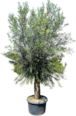 Tropictrees Olivier - Circonférence du tronc : 50-60 cm - 70 ans - 240 cm - Résistant à l'hiver - Olea Europaea olive
