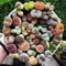 Sukkulenten Samen Sukkulenten Echte Pflanzen Lithops - Living Stones Lithops Lebende Steine Balkon Saftige Samen Lithops Zierpflanzen Samen 400 StüCke