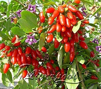 100 Himalayan Goji Beere Samen Bocksdorn Easiest Boden und Pot Freundlich Perennial Herb Gardeninf Pflanzen
