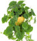 1 x Philodendron scandens | Filodendro Rampicante Indoor da Appendere