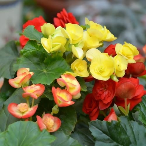 100+ Begonia Flower Seeds for Planting, Perennial Mixed Color Begonia Seed, Non-GMO Heirloom Flower Seeds for Bonsai Decoration, Home Garden