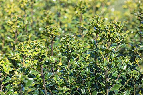 Ilex meserveae 'Heckenstar' 100-125 cm - Stechpalme, immergrün, ideal für Hecken, winterhart, pflegeleicht, schnittverträglich