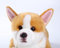 CU-MATE Welsh Corgi Dog Pembroke Simulation Plüschtier, weich, handgefertigt, aus Plüsch, Welpe, Geschenk für Jungen und Mädchen