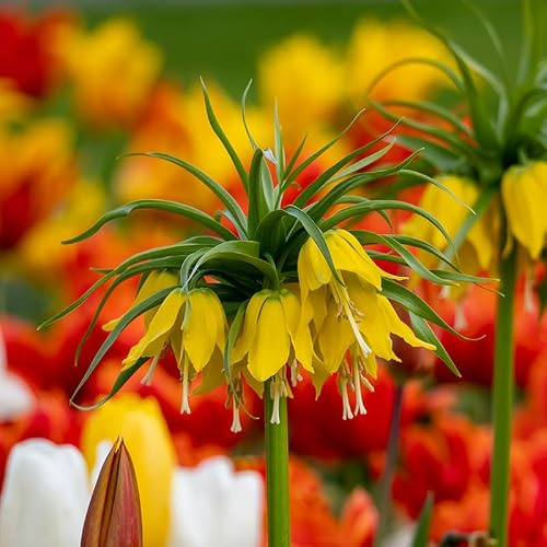 Kaiserkrone imperialis Lutea | 1 Stück | Blumenzwiebel | Schnittblume | duftend | Gelb | 100% Blütegarantie | QFB Gardening | Fritillariazwiebeln | Bienenblume