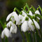 300 Stück Glockenform Galanthus Nivalis Samen, Schneeglöckchen Samen, Schneeglöckchen Pflanzen Winterhart Mehrjährig für Zuhause Garten, Hohe Keimfähigkeit, Blumen Samen
