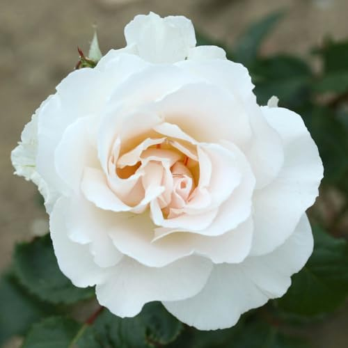 YouGarden Harkness Roses Margaret Merril Rose ®, 4 Litre Pot Ready To Plant
