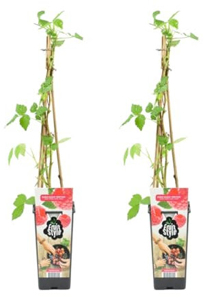 Bloomique - 2x Rubus Idaeus 'Héritage' - Pianta di lampone - Piante da frutto - Piante da giardino - Resistente - ⌀14 cm - Altezza 60-70 cm