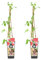Bloomique - 2x Rubus Idaeus 'Héritage' - Planta de frambuesa - Plantas frutales - Plantas de jardín - Resistente - ⌀14 cm - Altura 60-70 cm