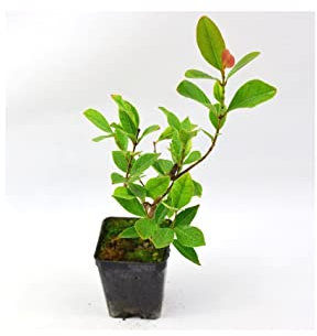 Albero Psidium Guajava - Dimensione Vaso Vaso 7cm