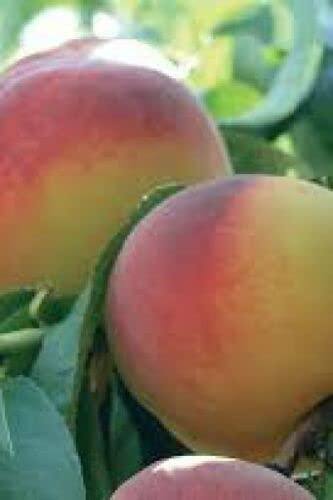 ALBERO DI PESCO PESCA PESCHE PERCOCO TURI IN VASO 17